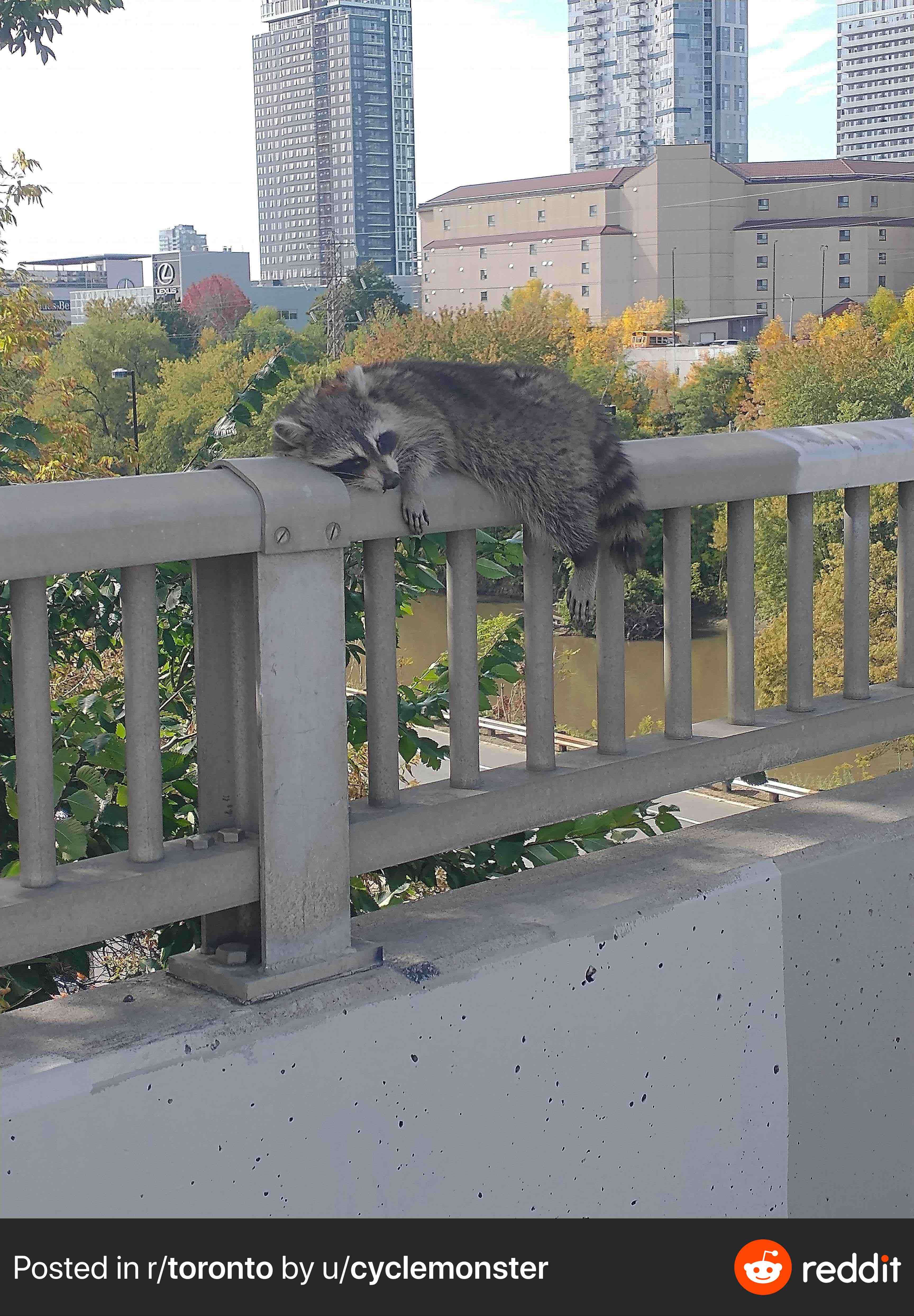 Raccoon laying on handrail